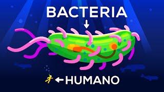 ¿Hasta qué tamaño puede llegar una bacteria? Vida y tamaño 3