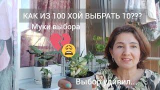 Как из 100 Хой выбрать 10? Выбор удивил...