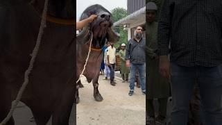 The largest breed of buffalo in the world | Jafarabadi buffalo