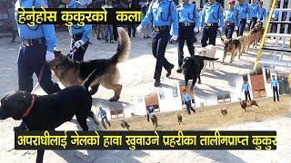 अपराधीलाई जेलको हावा खुवाउने प्रहरीका कुकुर, हेर्नुहोस कला Nepal Police honour dogs