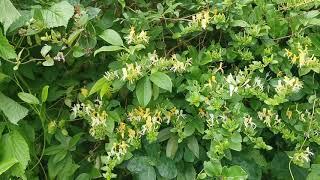 Most fragrant plants of my British garden: Lonicera japonica var. Halliana - Japanese Honeysuckle