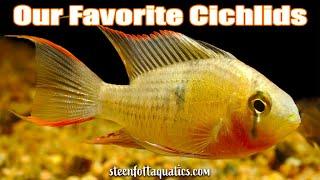 Exploring Cichlids: Why These Fish Are Tank Favorites!