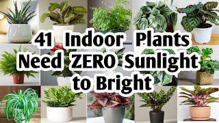 41 Indoor Plants need Zero sunlight to bright | Plant and Planting