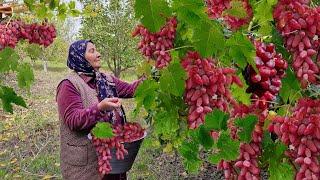 Бабушка Собрала Много Свежего Винограда, Сварила Варенье и Испекла Пирог.