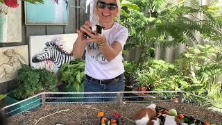 Baby Guinea pigs bounce a head