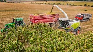 Silaž 2024 | Claas Jaguar 990 | John Deere 6R 250 |  Tatra 815