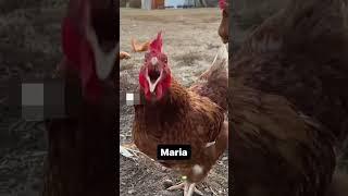 MARIAAA !!!  #viral #humor #shortvideo #chile #risas #gallinas #shorts