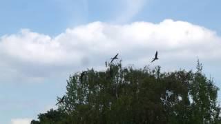 Free-flying white-faced whistling ducks in Whipsnade's bird show.