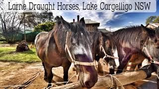 Larne Draught Horses, Lake Cargelligo NSW