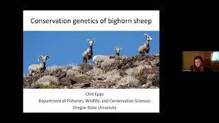 Wild Sheep Webinar Series - Clint Epps on Conservation Genetics