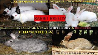 RABBIT BREEDS