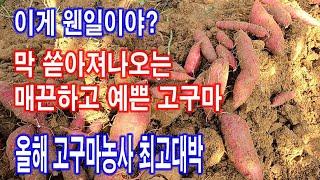 주렁주렁 쏟아져나오는 고구마