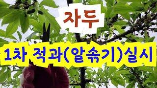 자두 1차 적과(알솎기)실시