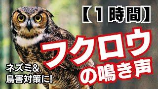 【1時間】フクロウの鳴き声＋超音波、モスキート音 | カラス、ネズミ対策に！