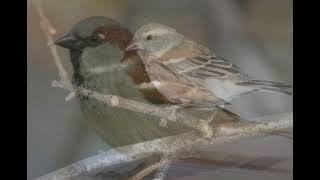 Sparrows - can you tell the difference between them?