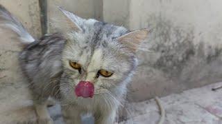 Exhausted Mom Cat Roaming Alone But So Caring About Her Kittens