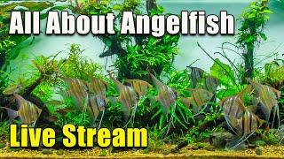 [LIVE]  Why Angelfish Can Be So Hard To Keep! Plus A Fish Q&A!