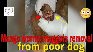 Mango worms maggots removal from poor dog