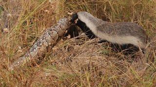 Snake Killers: Honey Badgers of The Kalahari [Nature Documentary]