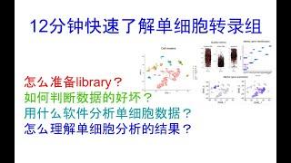 12分钟快速了解单细胞转录组|怎么准备library|如何判断数据好坏|用什么软件分析|如何理解单细胞分析结果