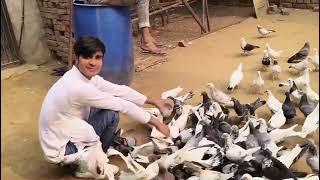 I am going to buy pigeons today aaj hum kabottar lene ja rahe he #fancy kabutar#punjabi kabutar