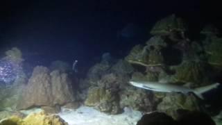Mergulho noturno. Cocos Island. IV