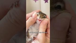 From Trauma to Joy:A Bond of Silent Guardianship Between Human and Animal#shorts #animals #squirrel
