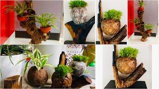 Drywood Planter Creativity | മരക്കൊമ്പുകളും ചിരട്ടയും വെറുതെ  കളയല്ലെ