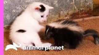 Black And White Kittens Welcome An Oddball Orphan To Their Family | Too Cute!