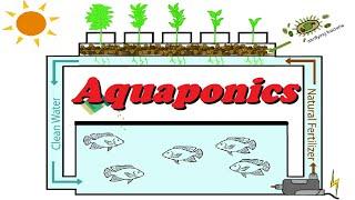 Growing sustainably at home - Aquaponics