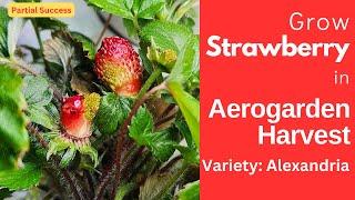 Grow Strawberries in Aerogarden Harvest | Alexandria Everbearing| Alpine | Partial Success