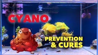 Get rid of CYANO / RED SLIME - treatments and prevention in reef tanks #reefaquarium