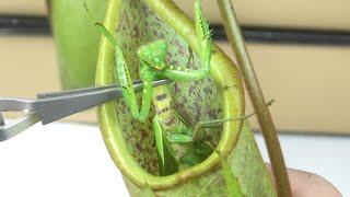 食虫植物にカマキリを入れると...