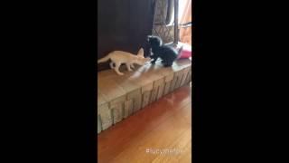 Lucy the fennec fox playing with Kong the kitten