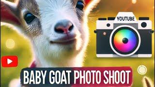 Baby goat photo shoot! Sort of , non-professional!