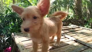 LUKA "Dončić" GALLARDO - MY QMOUNTAINSPUPPIES CATARMAN CAMIGUIN #mountains #pets #dogs #bestfriend