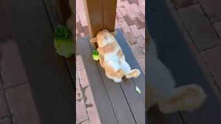 cute rabbit sleeping time  #viral #viralvideo #youtubeshorts #japan #fypシ #funny #fun #trending