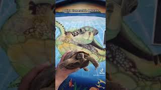 Artist Esmeralda Sea Turtle Mural