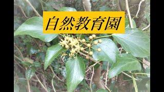 自然教育園～キヅタの花
