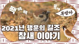 [자연학습 나레이션 2] 2021년 행운을 전해줄 참새에 대한 모든 것. [We share videos and information about Korean sparrows.]