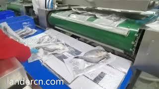 Sea bass fish vacuum packaging machine