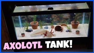 Setting Up A 40 Gallon AXOLOTL TANK!