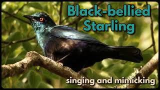 BLACK-BELLIED STARLING singing and mimicking other birds