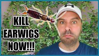 How to Get Rid of Earwigs