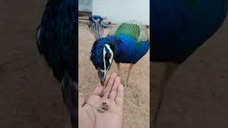 Beautiful peacock  /mor status video #shorts #peacock #Indian national bird