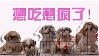 【西施狗的日常】狗狗排队等食物吃 ｜宠物鲜食加狗粮 | Shih Tzus waiting for food