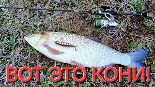 Трофейный ЖЕРЕХ на малой речке! РЫБЫ ПРОСТО КИШИТ!#рыбалка #fishing #спиннинг #pêche  #angeln