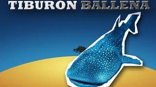 Tiburón ballena -Animales del Mundo-