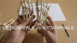 METACARPALS Vs. METATARSALS