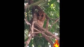 Pattoo aka Owl ina tree